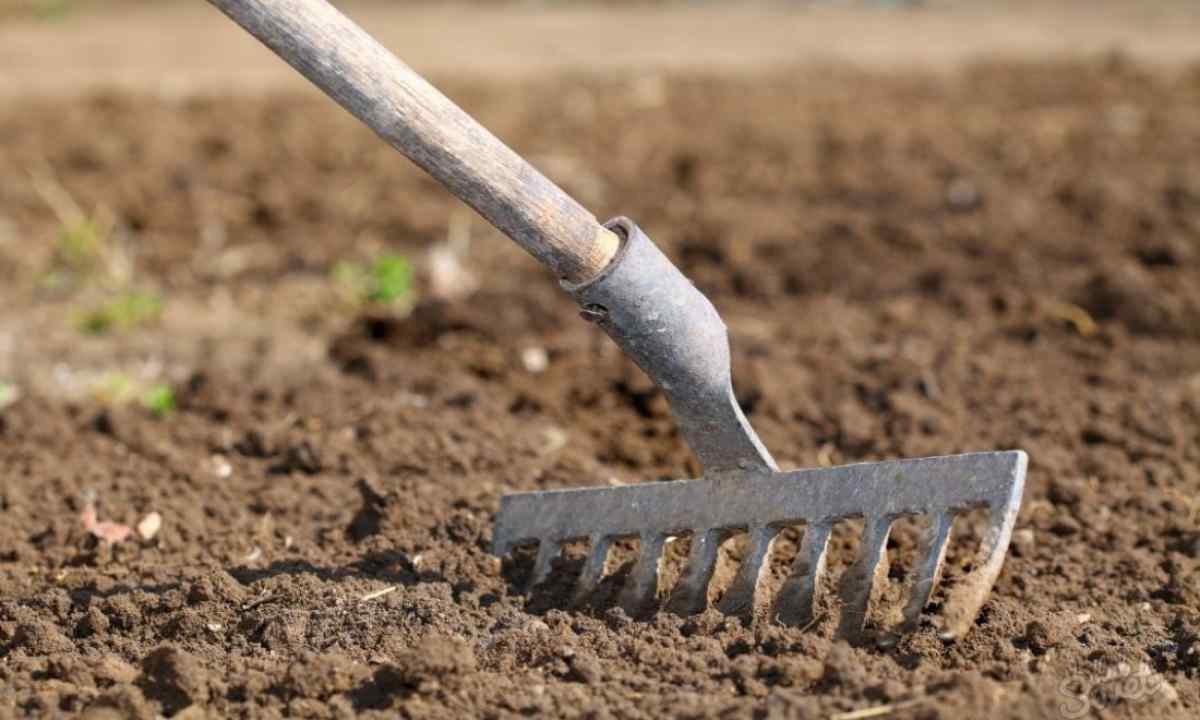 2026 metų rugpjūčio mėnesio mėnulio kalendorius sodininkams: palankiausios dienos česnakų sodinimui, derliaus nuėmimui ir augalų priežiūrai